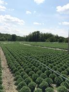 Chrysanthemum Greenhouse
