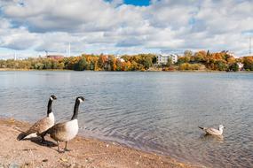 Bird Goose Canada