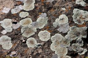 stone in lichen