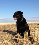 impressively beautiful Hunting Dog