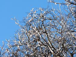 Winter Snow Sky