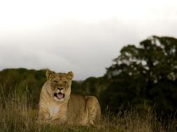 Lioness Wild