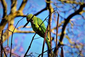 Green Parrot among bare branches