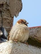 fluffy male Sparrow on Roof