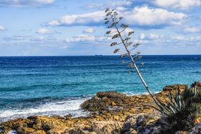 Tree Coast Landscape