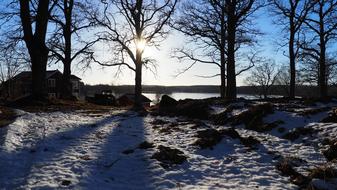 Oak Winter Snow