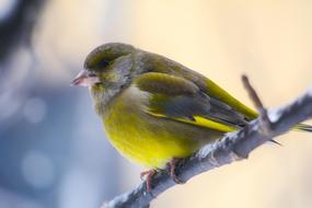 perfect Bird Wildlife Colorful