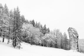 Poland Snowy country forest