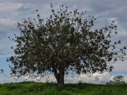 Tree Meadow Landscape