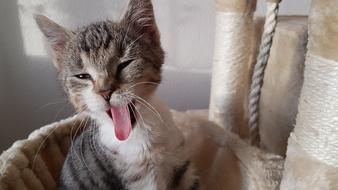 Kitten Yawning Cat Tongue