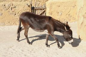Zoo Emmen Donkey