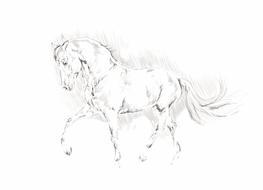 Illustration Horse Animal drawing