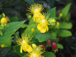 Nature Flower Yellow