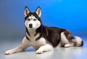 photo of a husky on a blue background