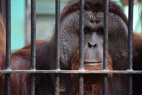 big monkey in a cage at the zoo close up