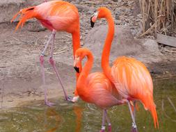 Pink Flamingo Albuquerque