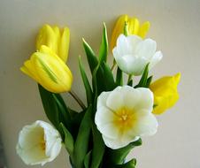 Tulip Bunch Of Flowers Yellow And