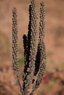 shrub at desert