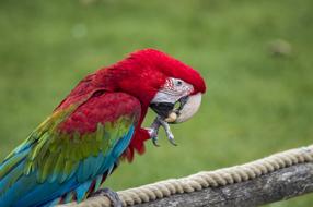 perfect Parrot red Bird