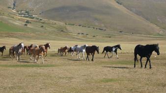 Castelluccio Horses