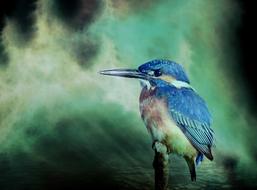 blue Kingfisher Bird Animal