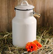 Milk Can Gerbera Flowers