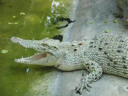 white crocodile with sharp teeth lies on the shore of a pond