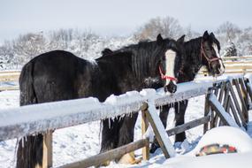 Beautiful black, brown and white horses near the frozen fence in snow in winter