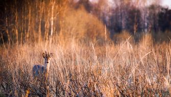 impressively beautiful Animal Wildlife