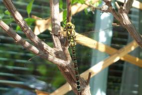 green dragonfly on a southern tree