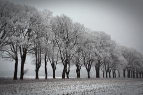 Winter Trees Avenue