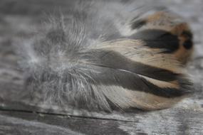 fabulous Plumule Feathers