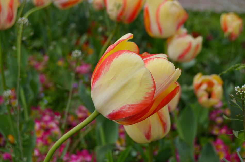 Istanbul Tulips flowers