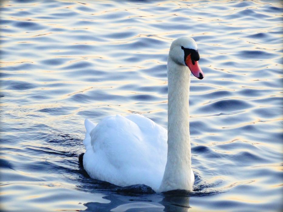 white swan on the water at dusk close-up