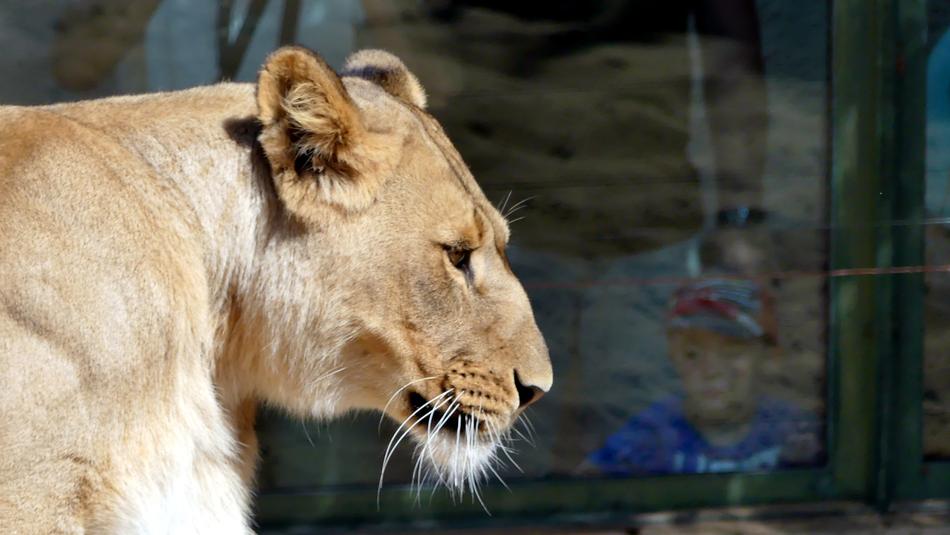 Zoo wild lioness Animal