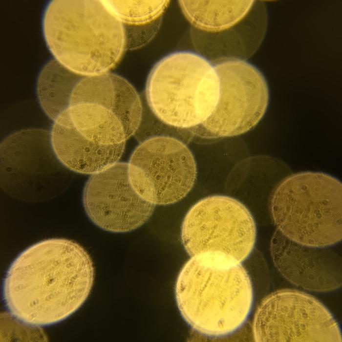 yellow bright light in circles