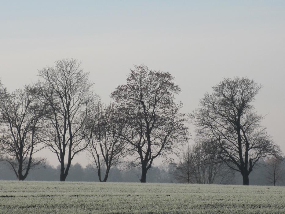 winter trees in the field