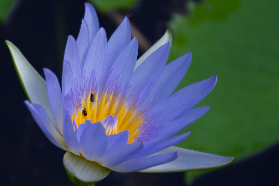 Nymphaea Stellata Water Lilly Blue