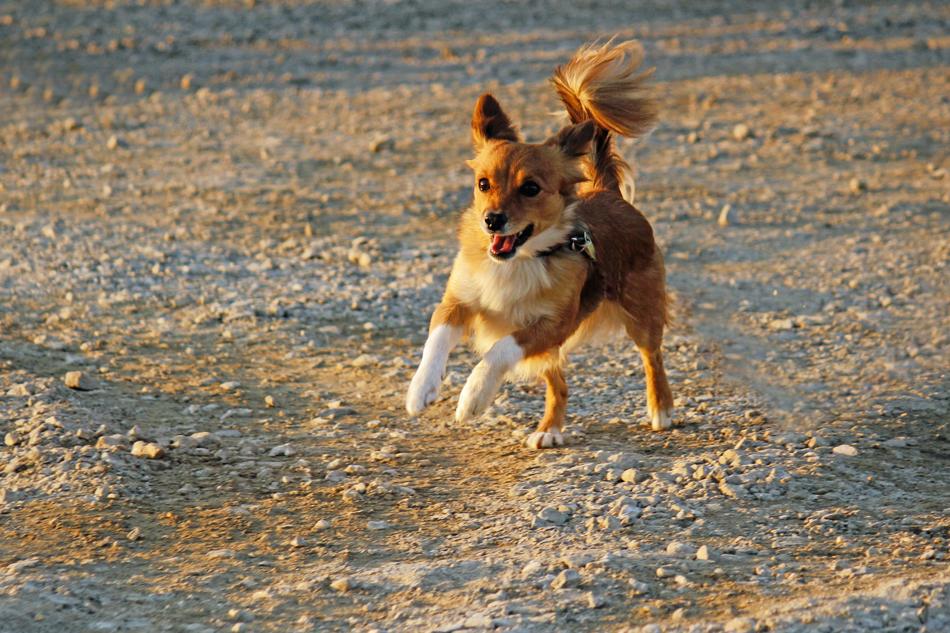 goodly Dog Rennend Playing