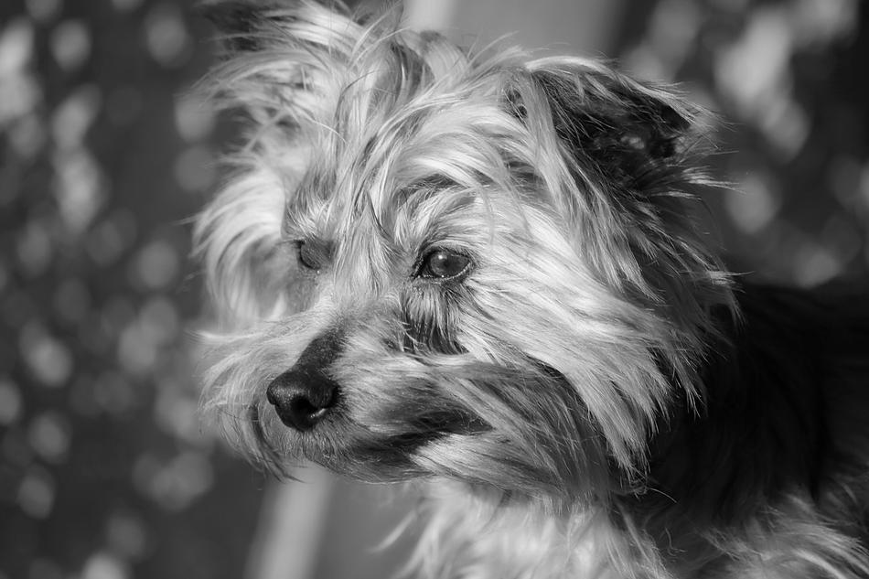 monochrome portrait of impressively beautiful Animal Doggie