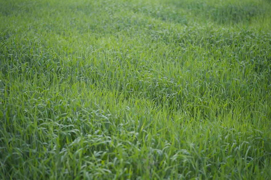 Corn Field Early
