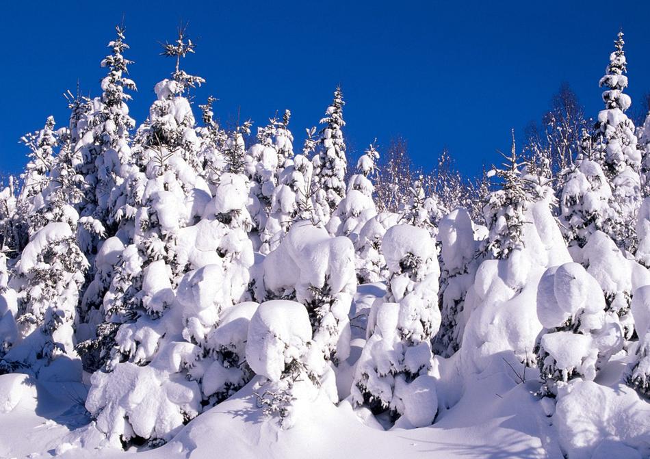 Snowy forest in Cold Winter view