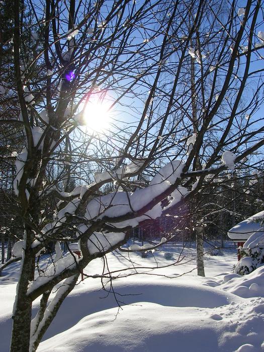 Winter Branches at Sunlight