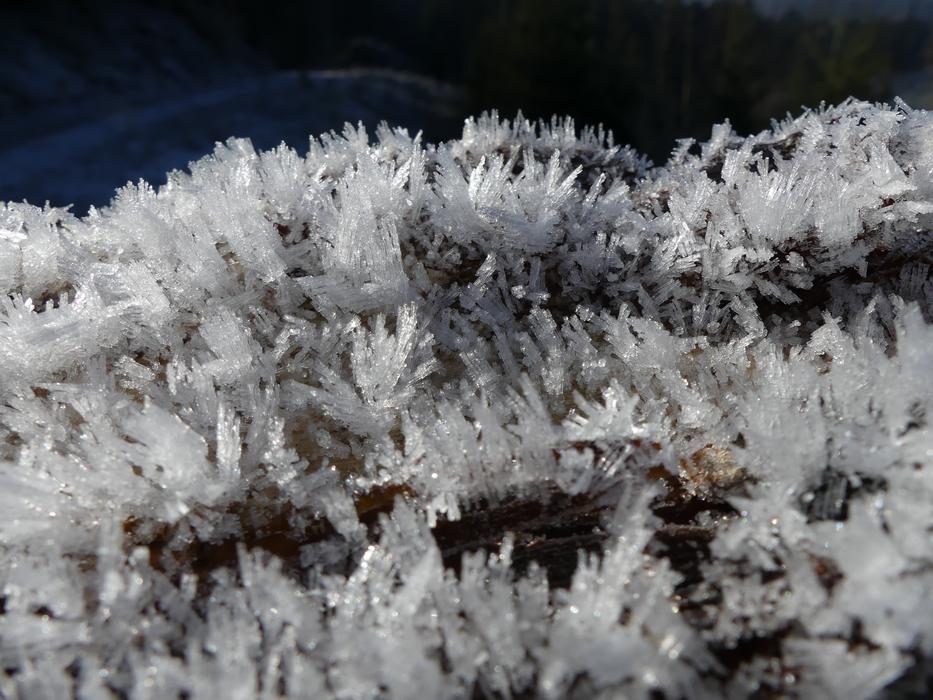 snow crystal on sprouts