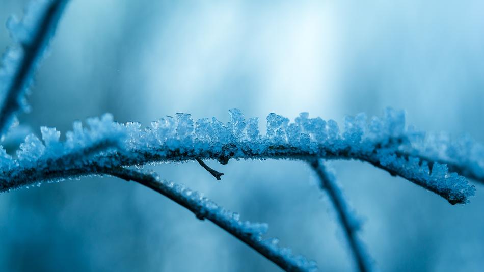 crystalline snow growths on a branch