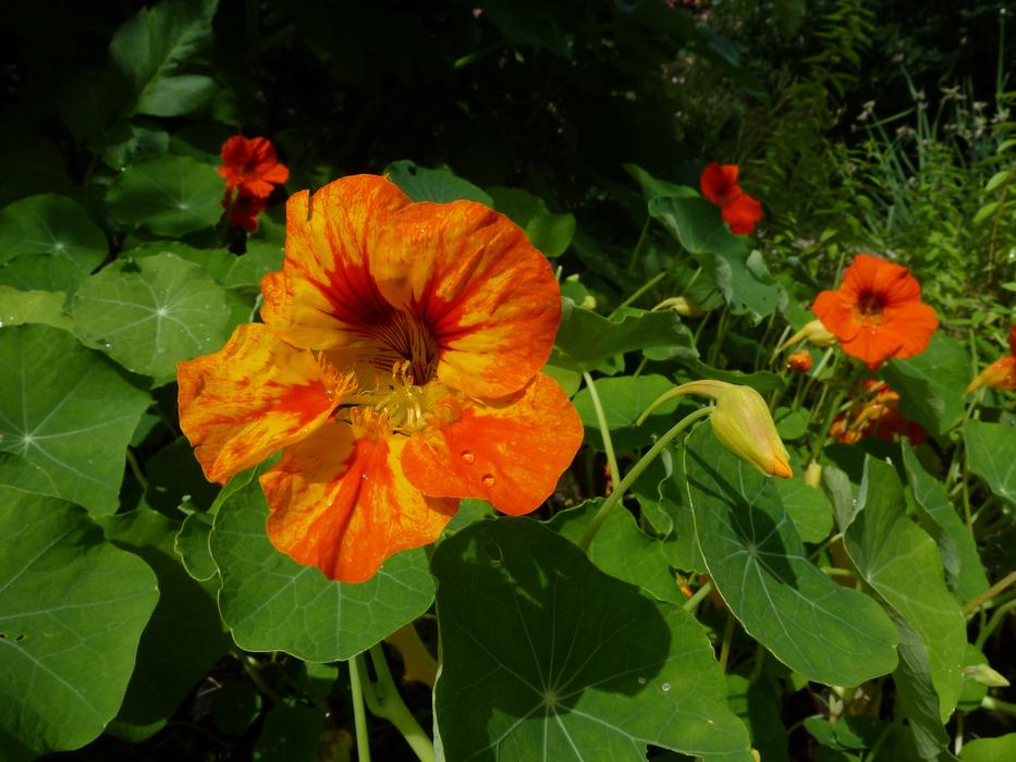 Tropaeolum Majus Nasturtium