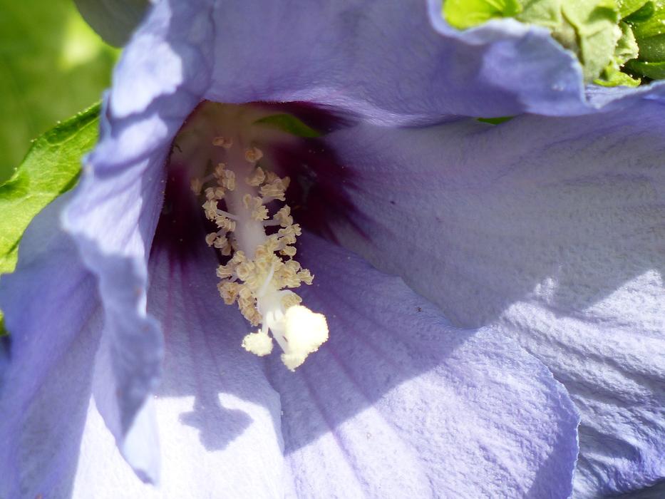 violet flower bud in the garden
