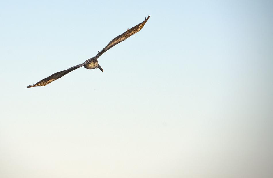 goodly Flying Bird