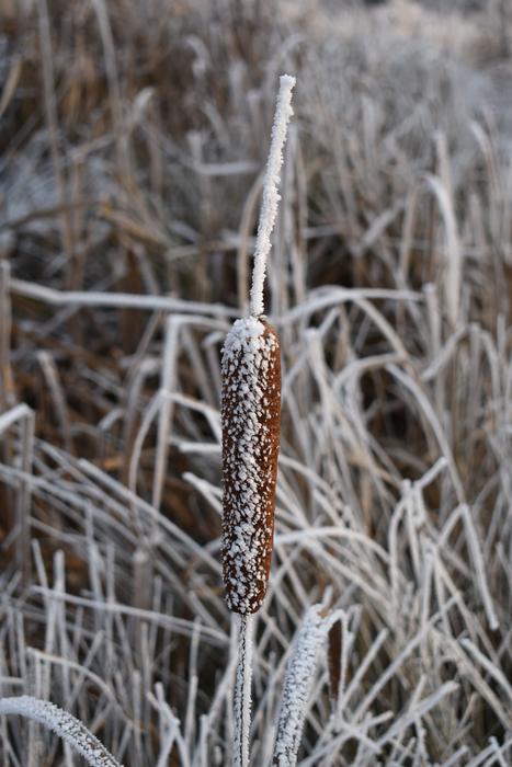The Reeds Winter Frost