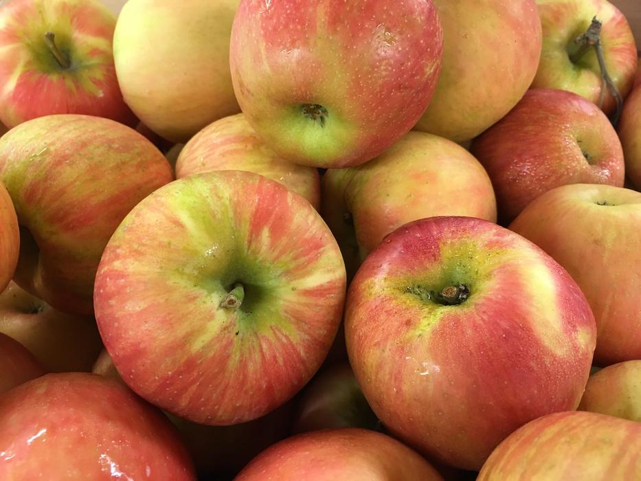 fresh sweet apples harvest